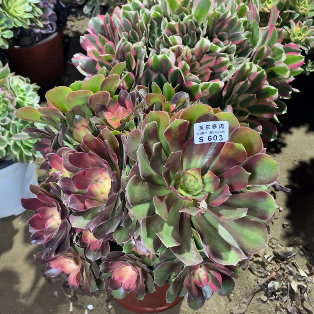 603香妃多肉法师断枝不包