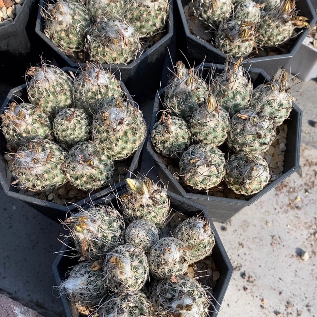 上***刘五盆迪克森群植播园艺