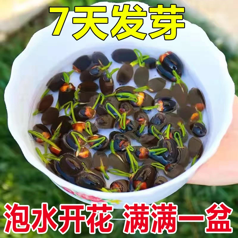 【西藏包邮】碗莲种子四季水培植物花卉荷花盆栽水养四季莲花