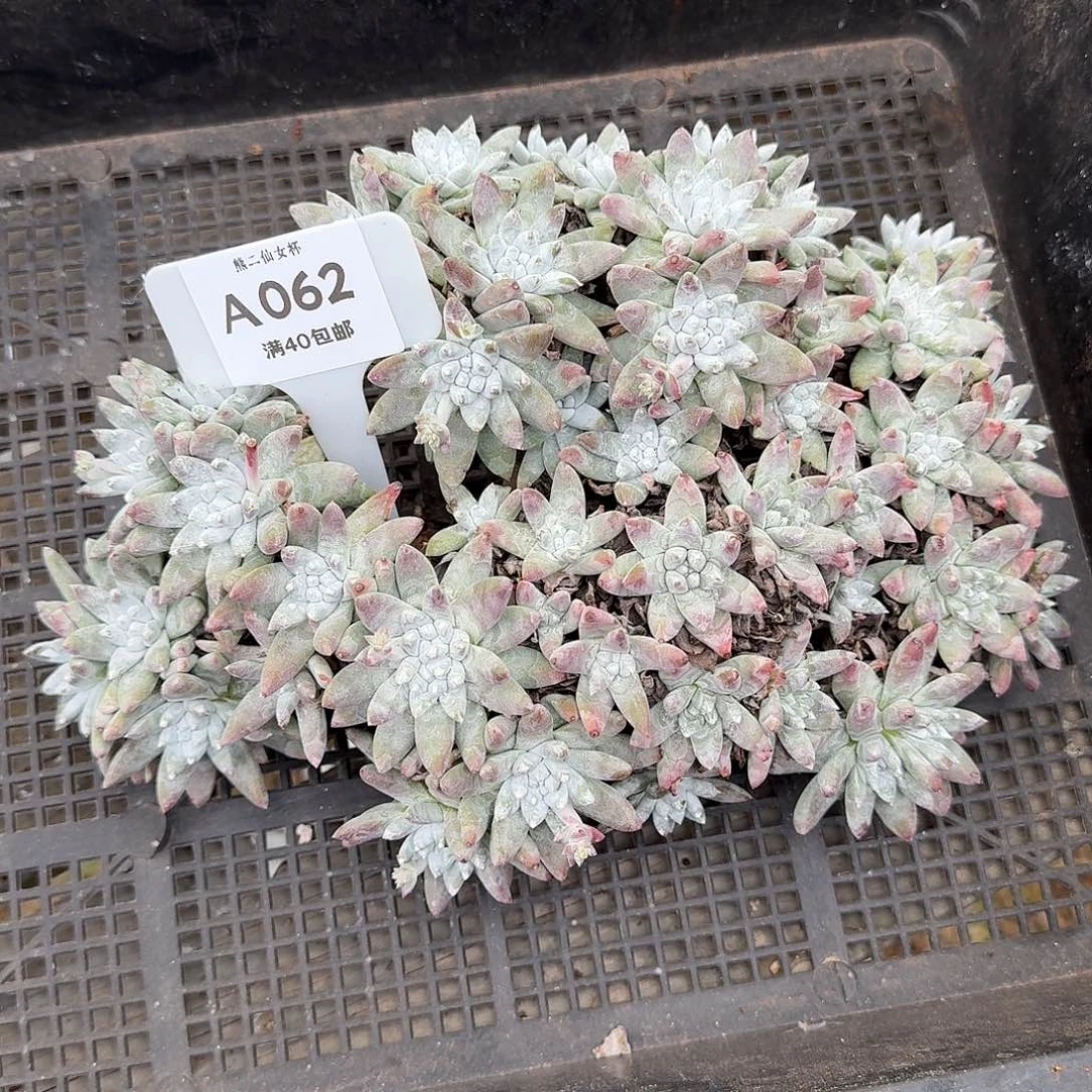 J****多肉植物仙女杯A62