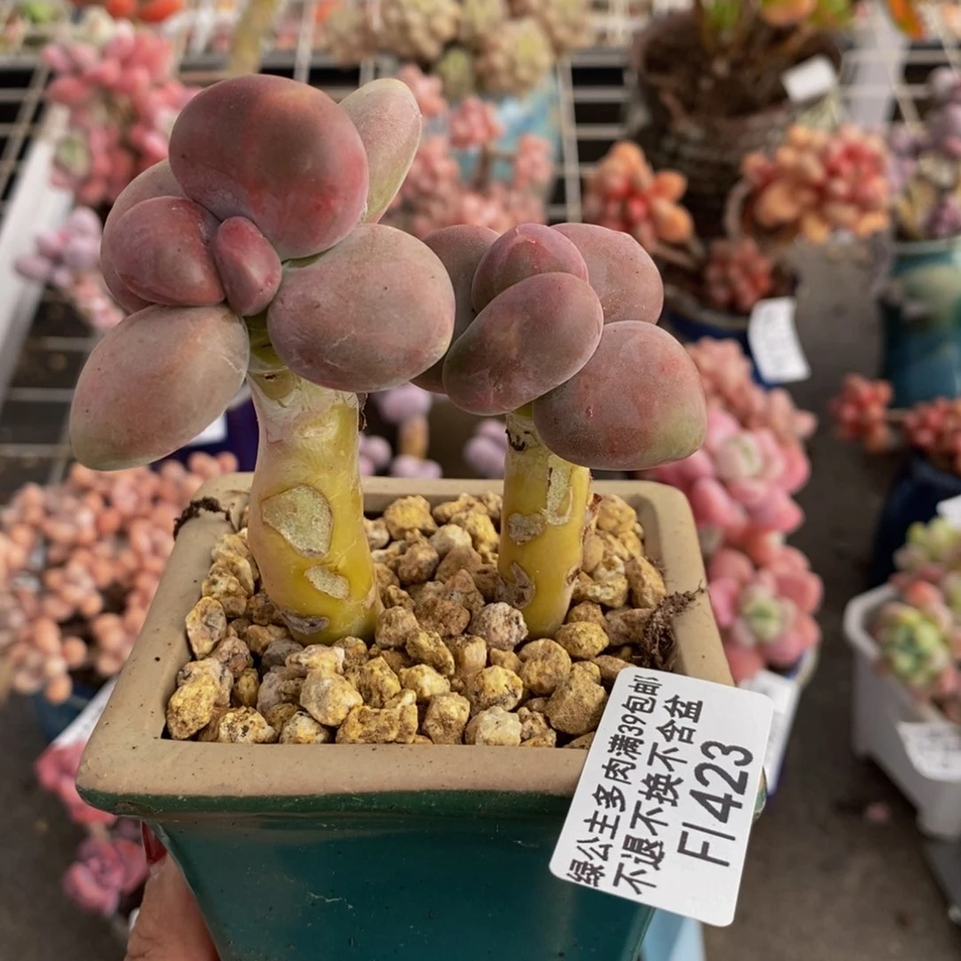 芒果奶酪金蟾Kk奶423/7c m