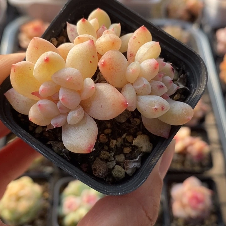 太妃糖石化 多肉 12.19