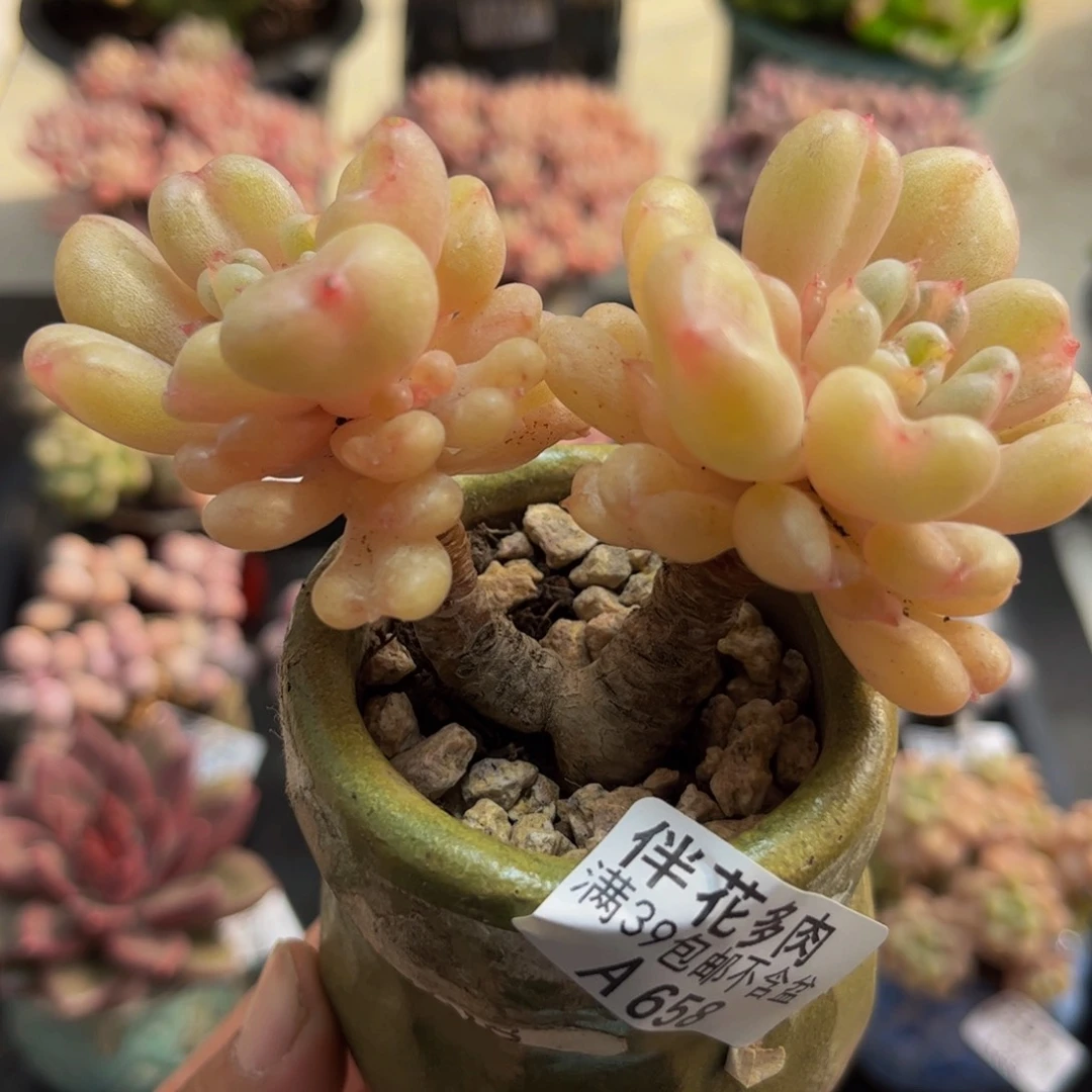 658比尔盖茨8cm多肉