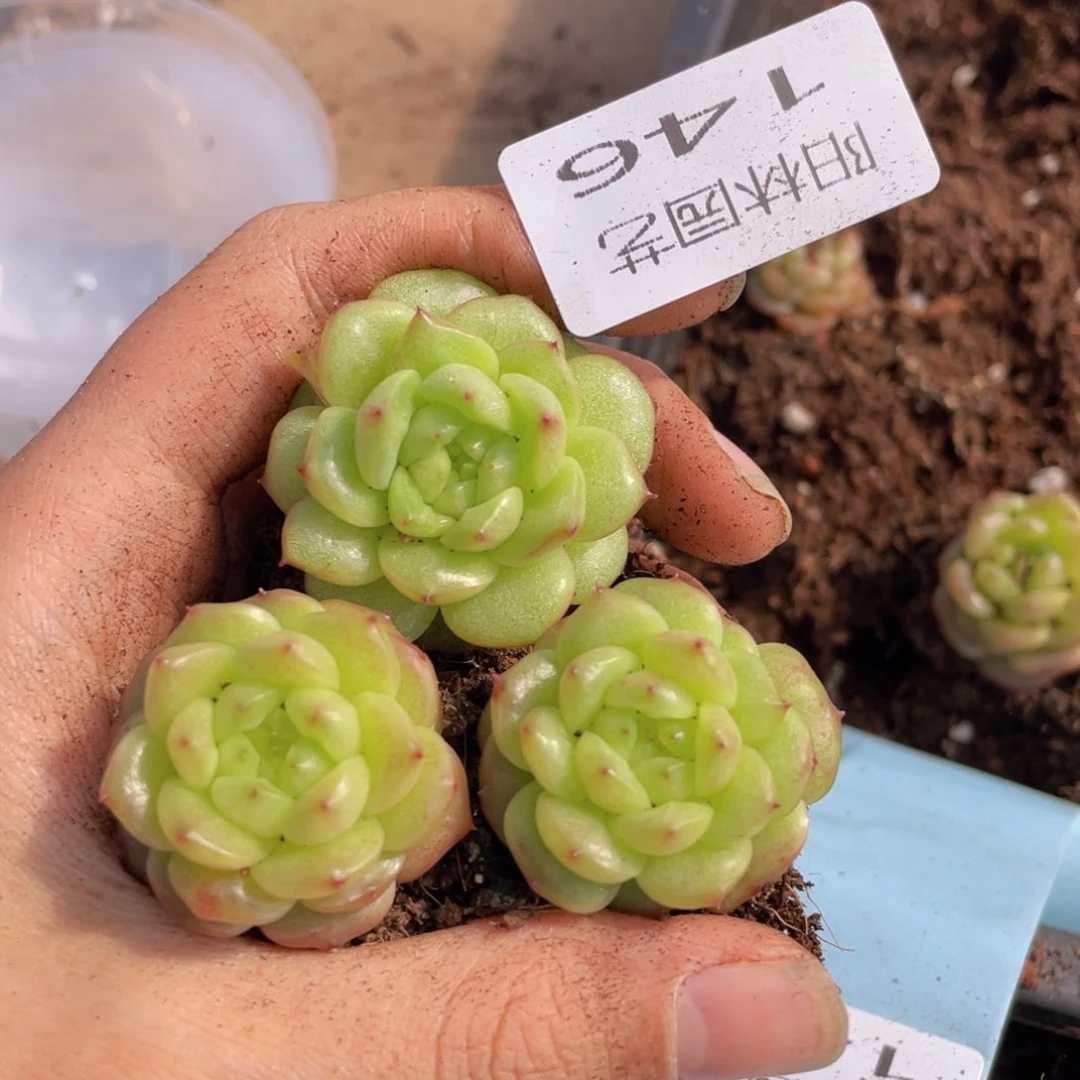 多肉植物多肉植物146