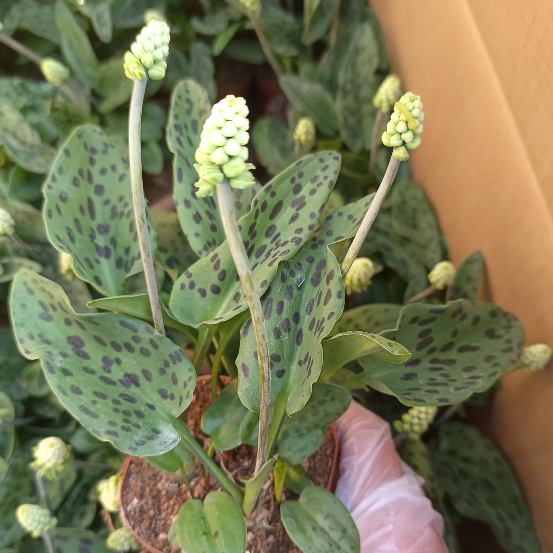 油点百合豹纹多肉办公室阳台桌面室内绿植招财你耐寒热防辐射室外