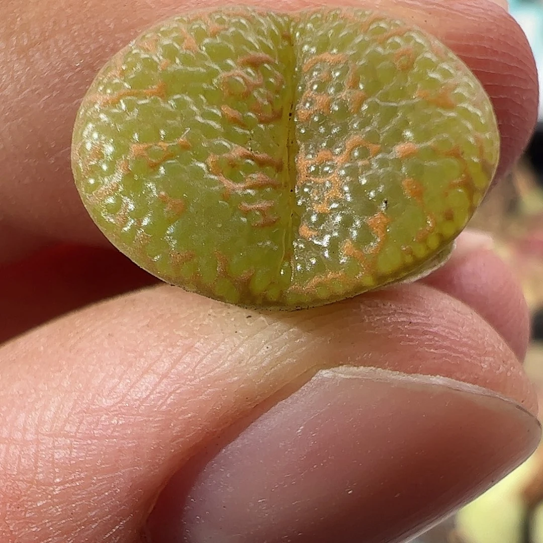 0000367 一物一拍……