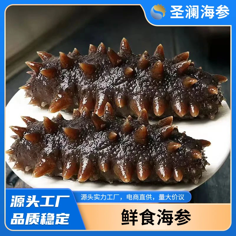 山东圣澜正宗大连即食海参营养丰富滋补海味海参干货鲜食海参现发