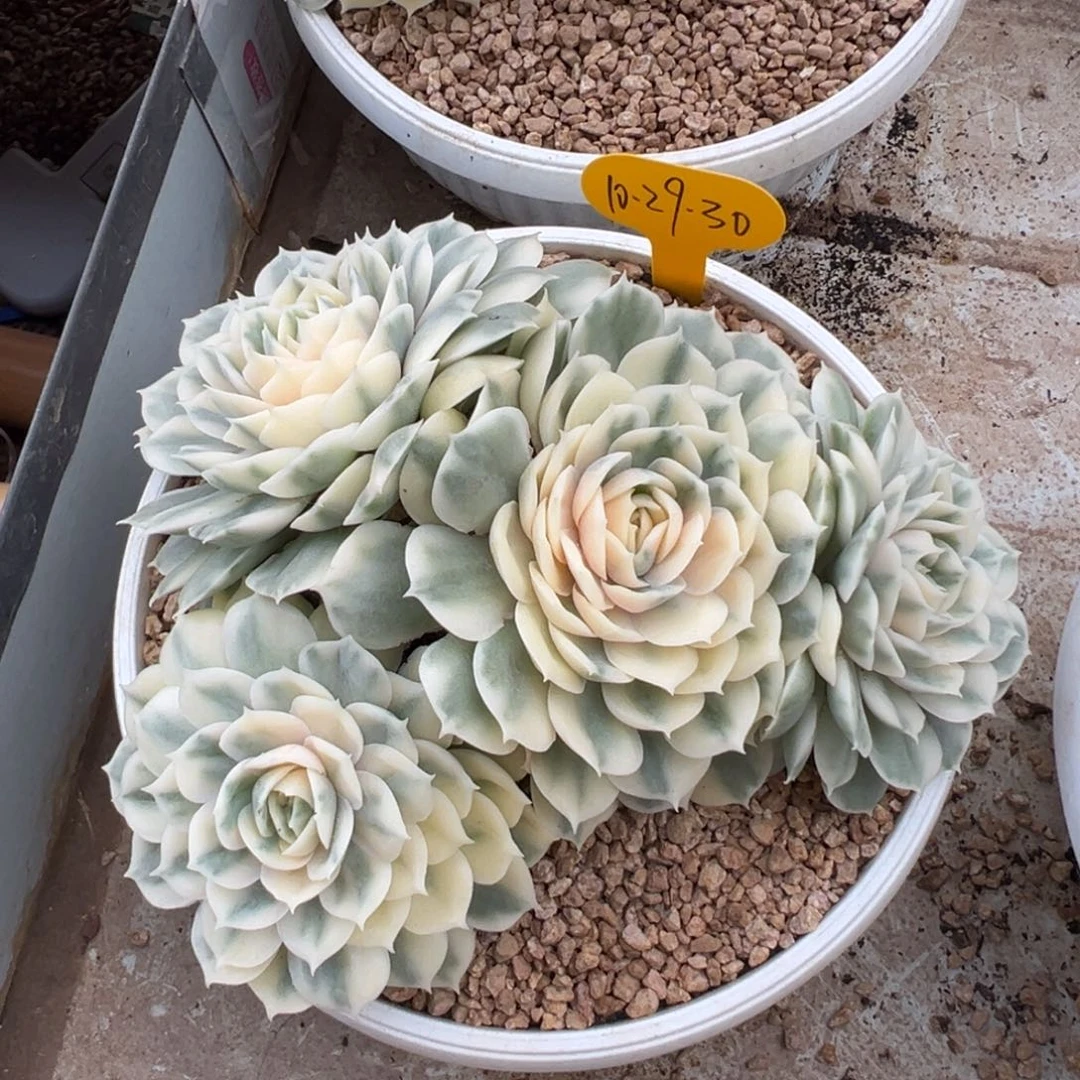 10-29-30昂斯诺锦多肉植物