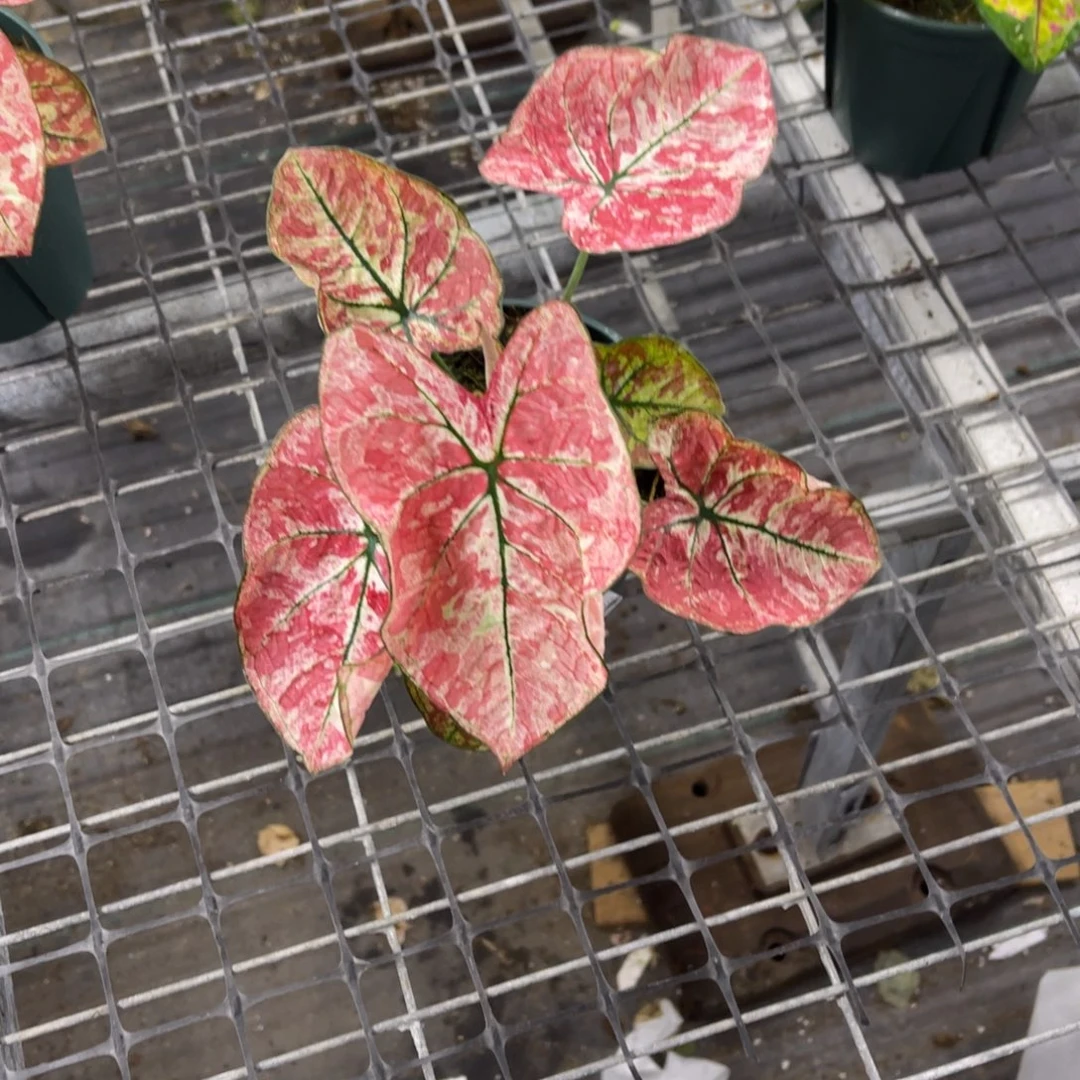 小***n无花朵           683心跳不包售后