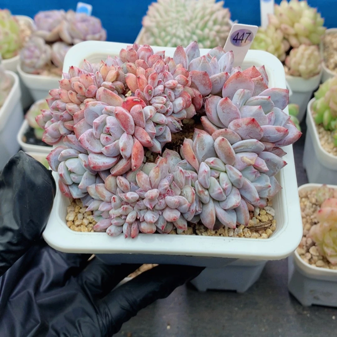 橙梦露瑕疵58包邮  群生不包整447