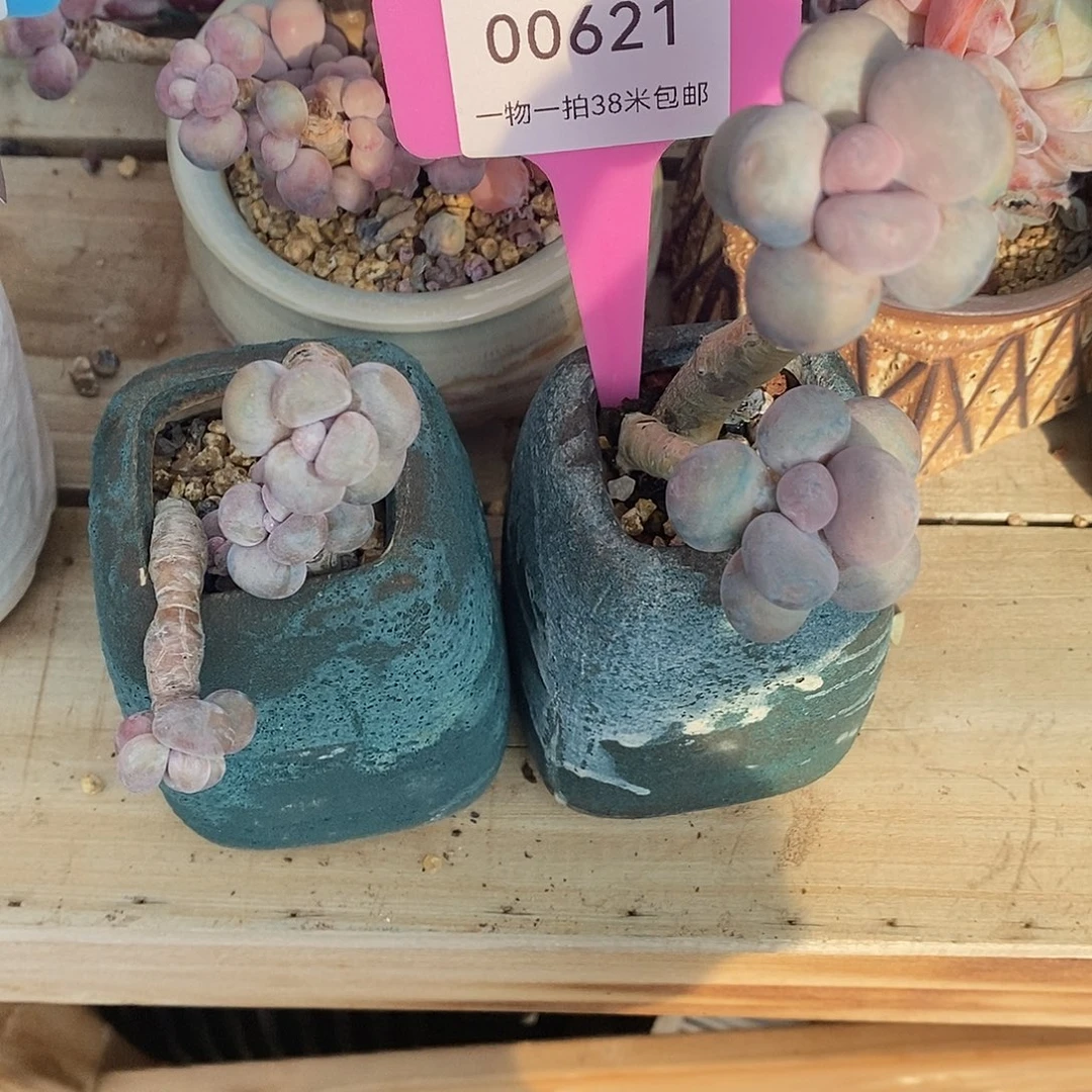 621童禹咯顾问小雨小雨小雨