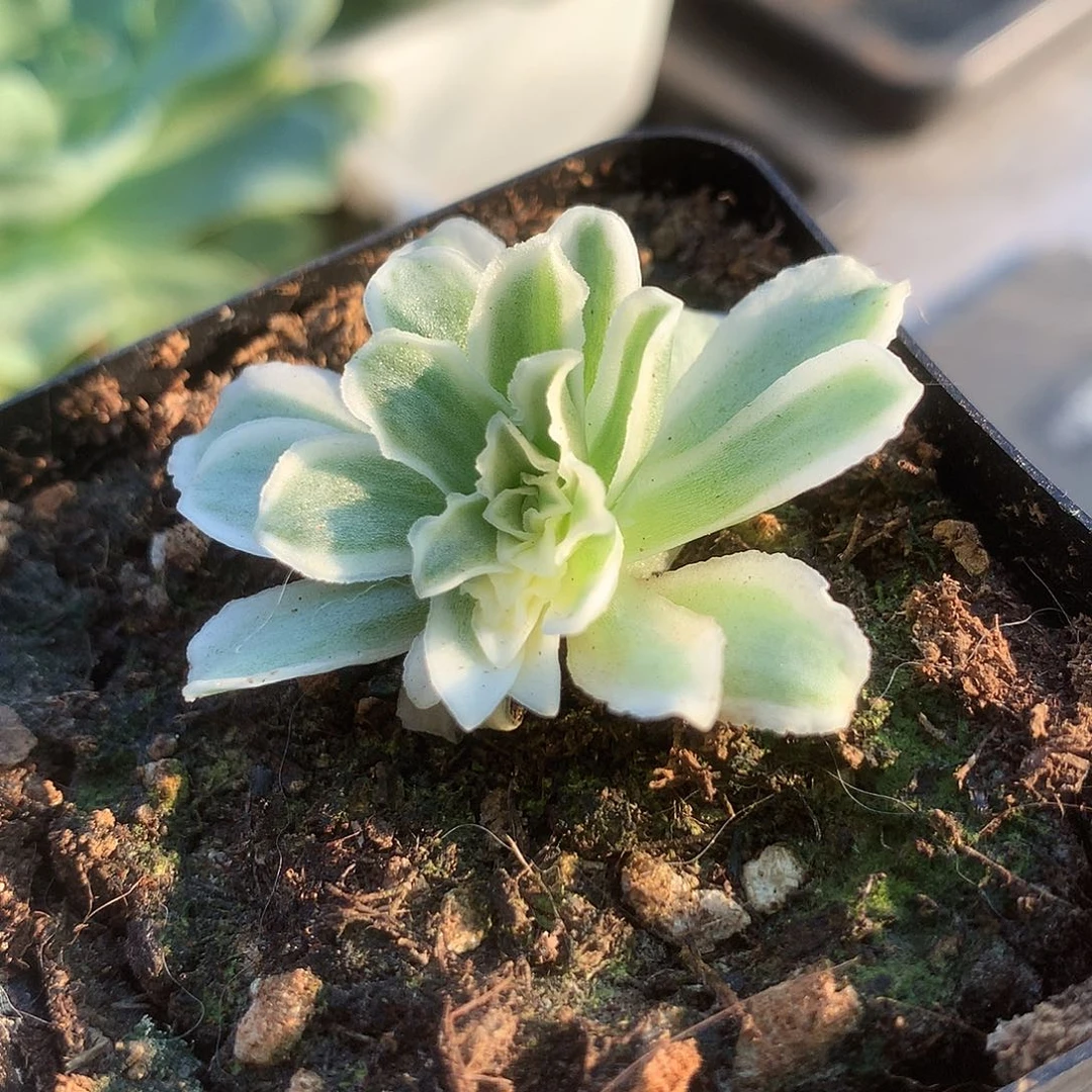 覆轮锦秋夕有高锦带侧芽