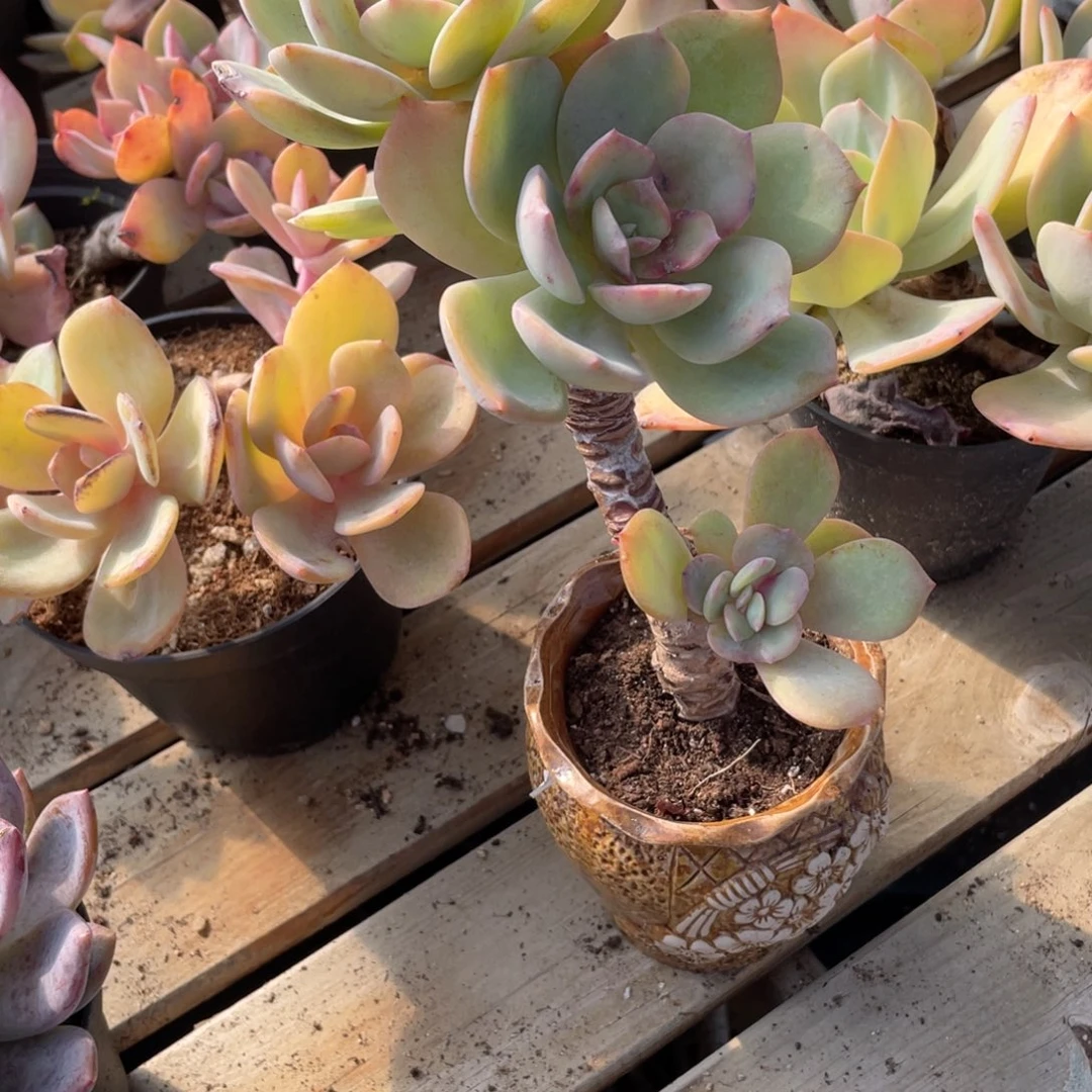 *****0124  白凤 六月六