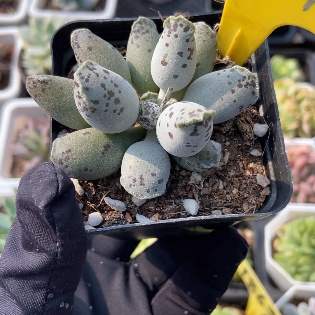 951海豹多肉植物保护