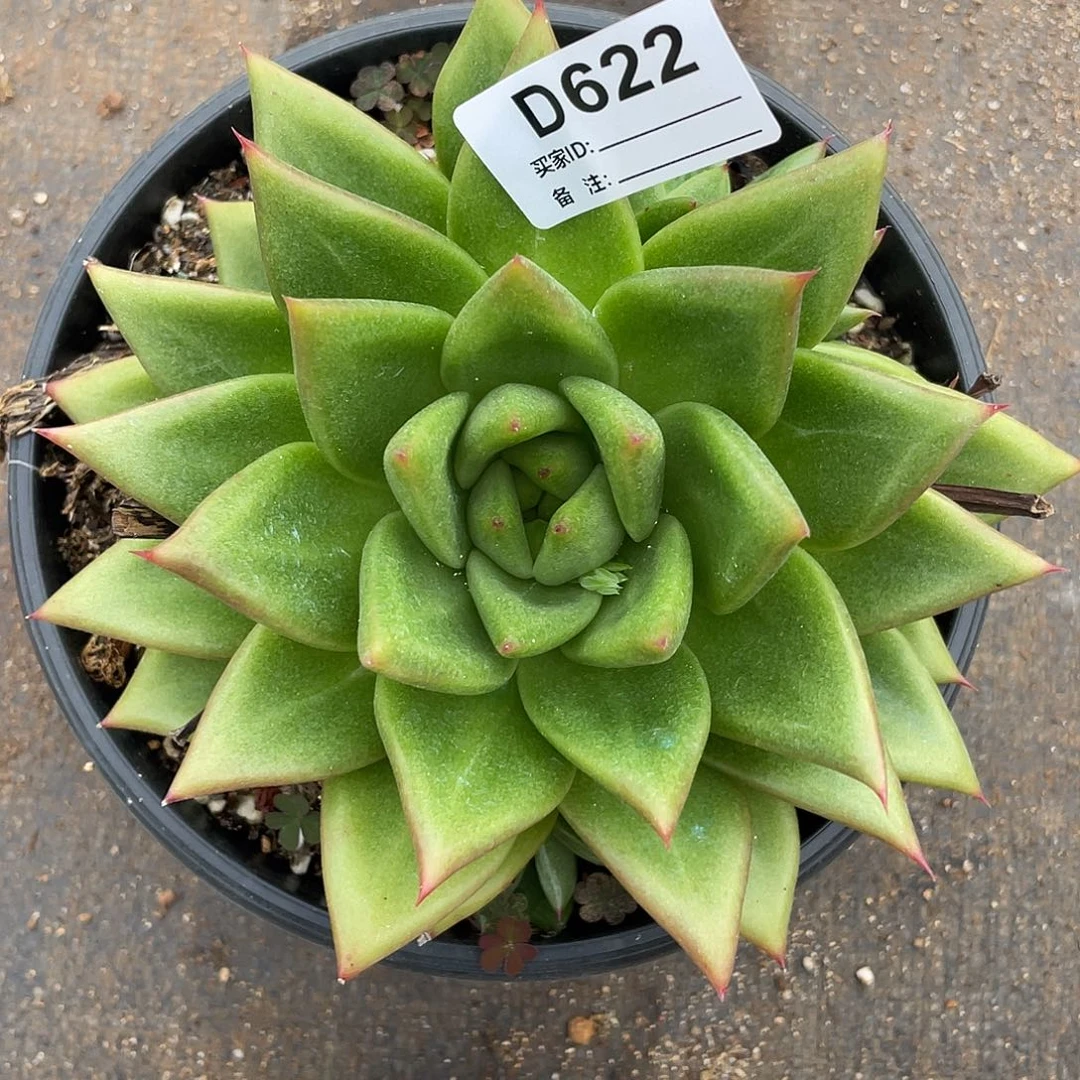 若如东云单拍D622