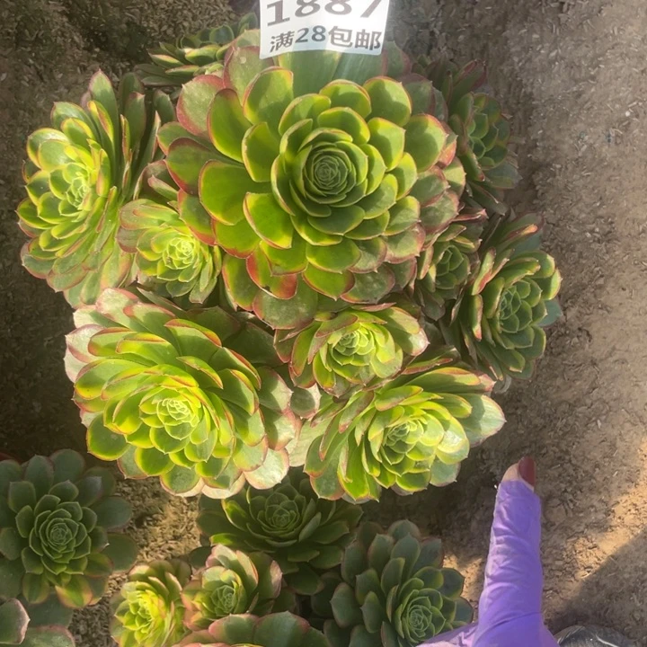 1887二号棚奶白多肉A