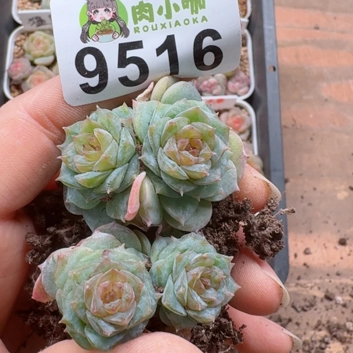 紫*铃多肉植物多肉植物