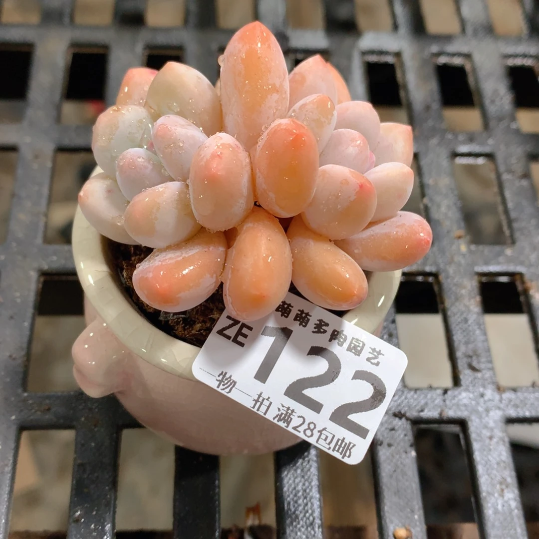 肉萌萌拇指盆精控多肉ZE122