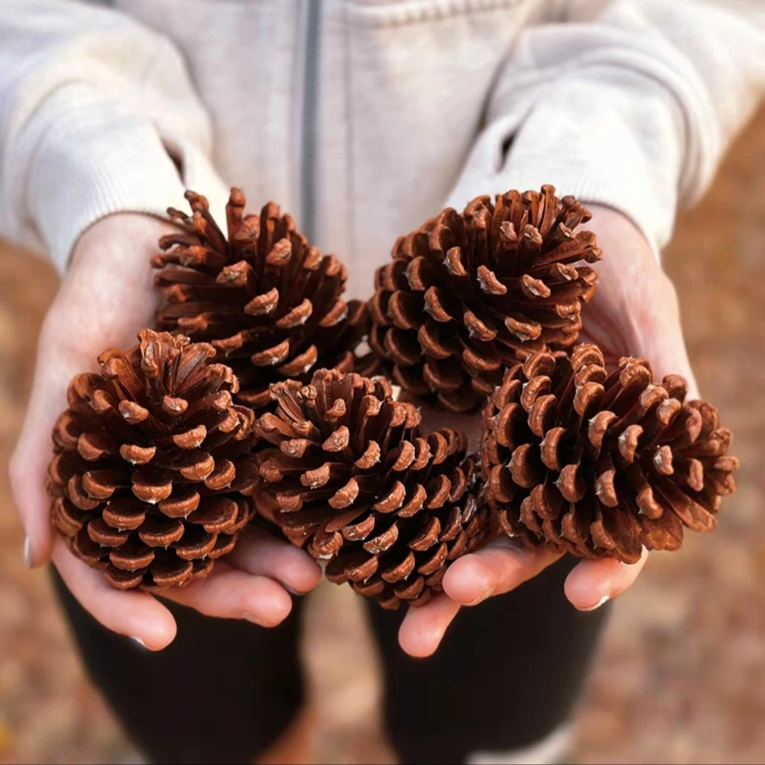 天然松果野生松塔装饰摆件幼儿园手工diy材料超大特大松果球干花