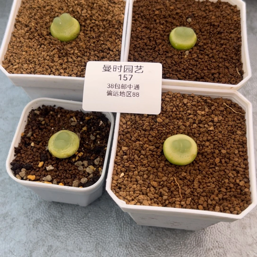 ?***杯157号拉登2.7多肉