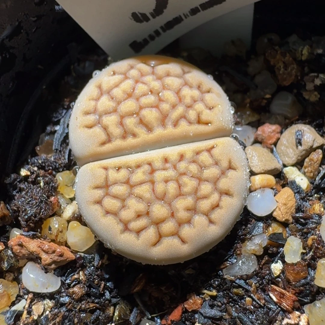 Ssss精品生石花饼3513