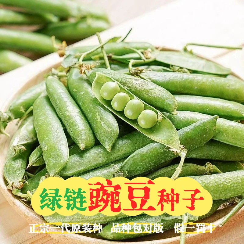 【豌豆种子】贵州甜脆青碗豆种高产庭院四季蔬菜秋冬季青豌豆种孑
