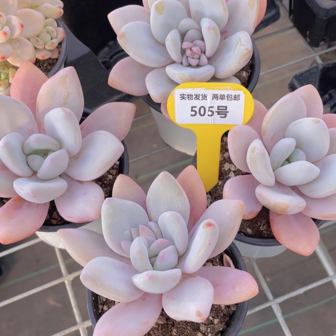 505号老桩精品粉兔单头一个