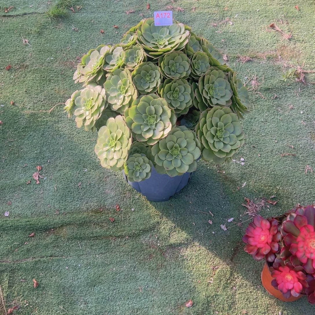 172，嫁接多色多肉植物