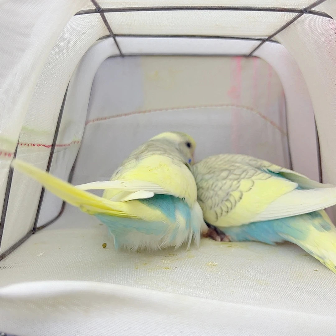 虎皮鹦鹉大头啊啊啊啊