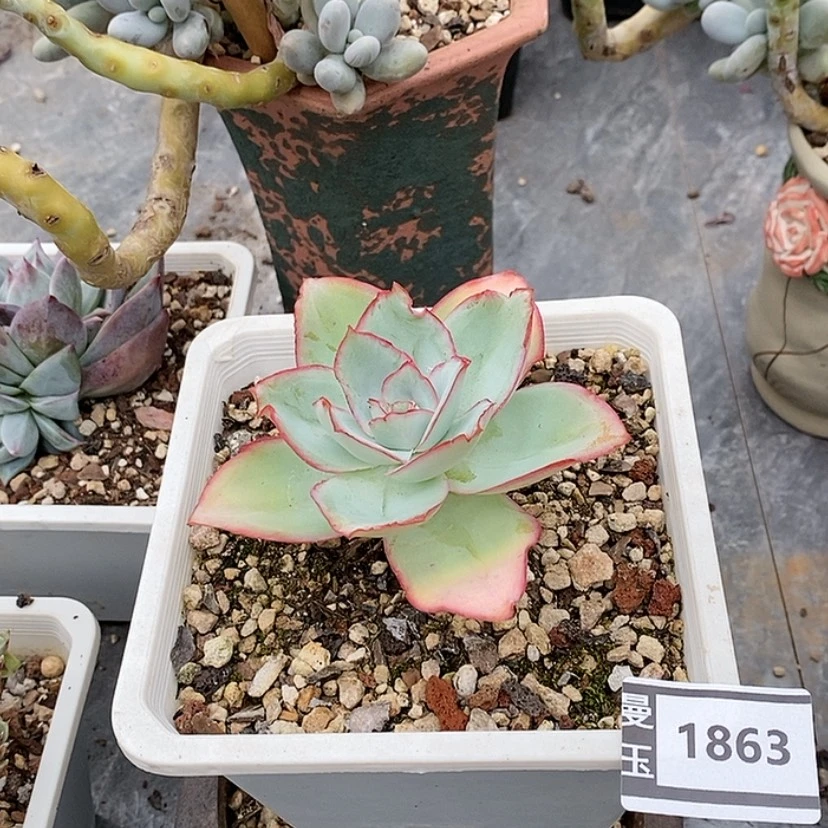 【闪购商品】刚叶莲1863