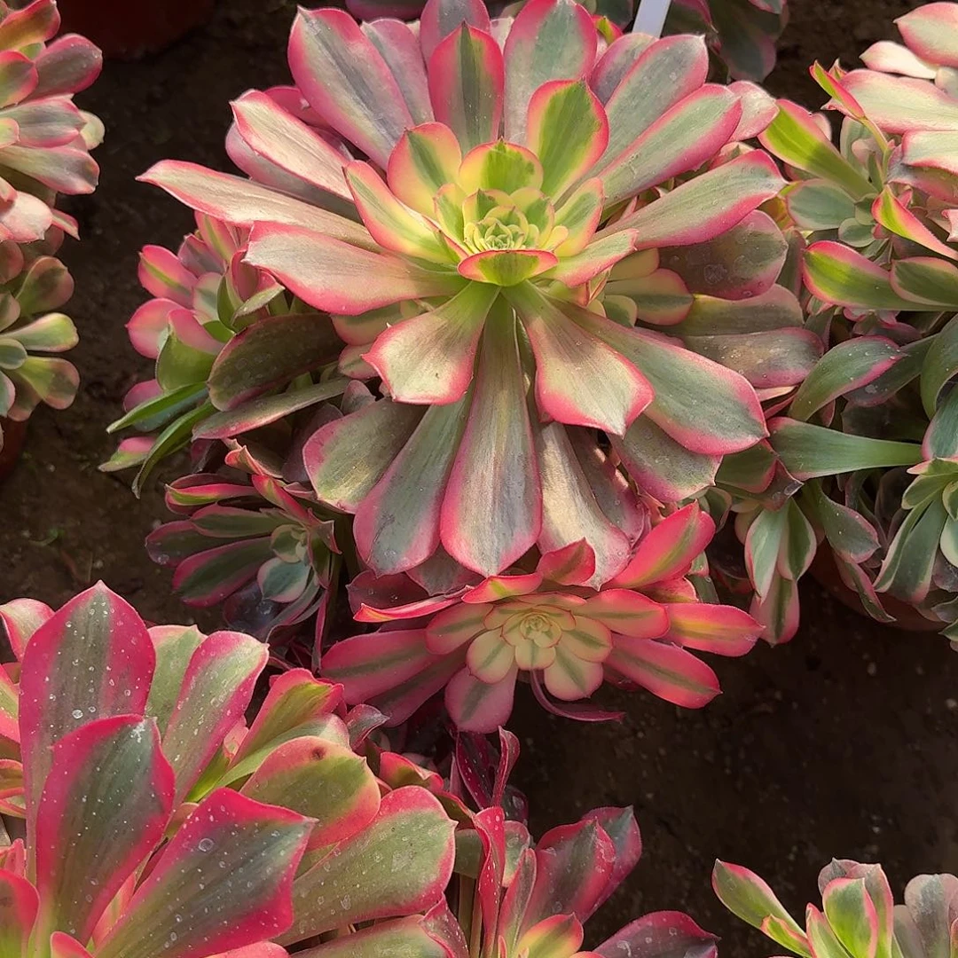 4142桃夭多肉法师多肉