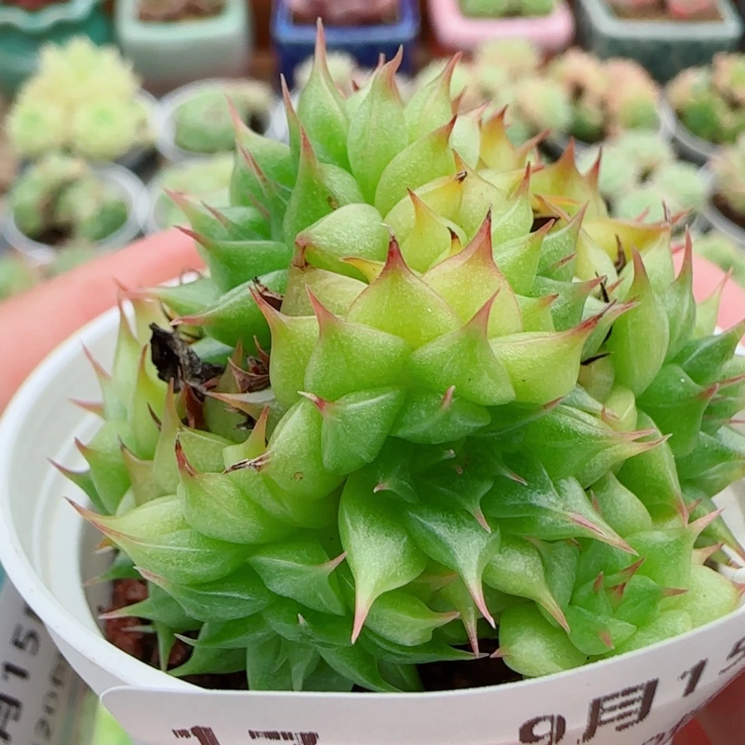 花语逸镜0915-17海王散