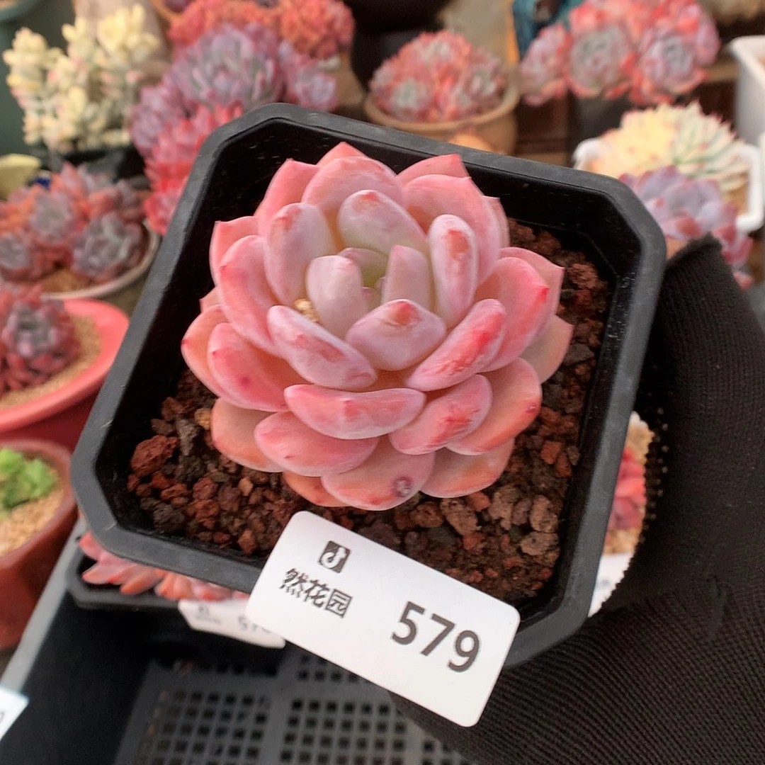 579雪天使多肉植物6666