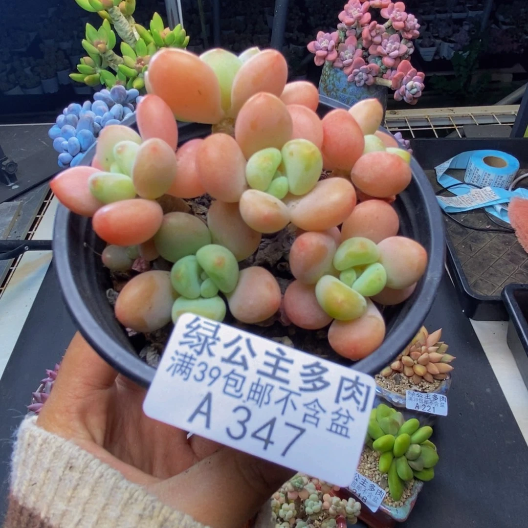 347橘子香水多肉7c m