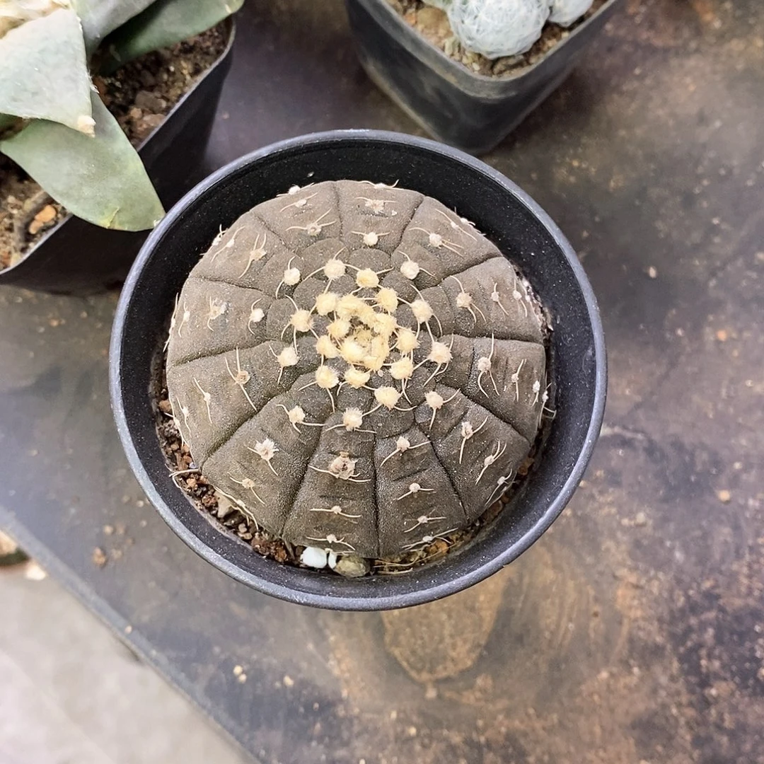 用***5一物一拍一棵仙人球