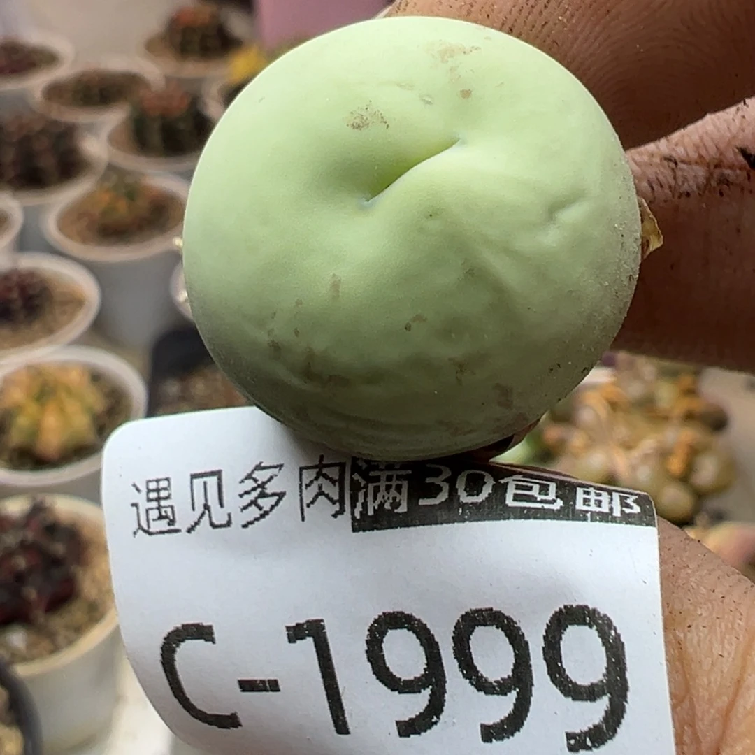 多肉植物1111111111111