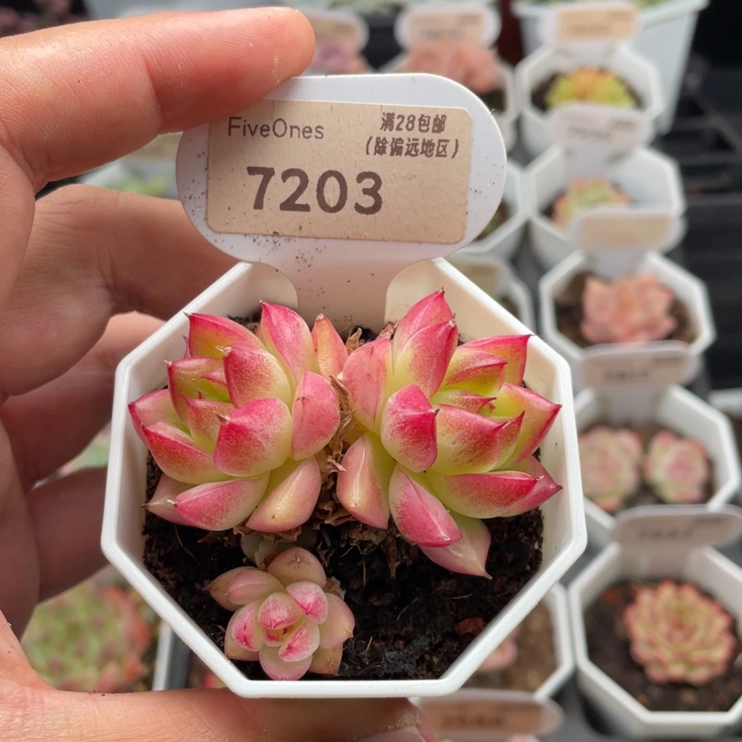 梦幻女王7203-6厘米