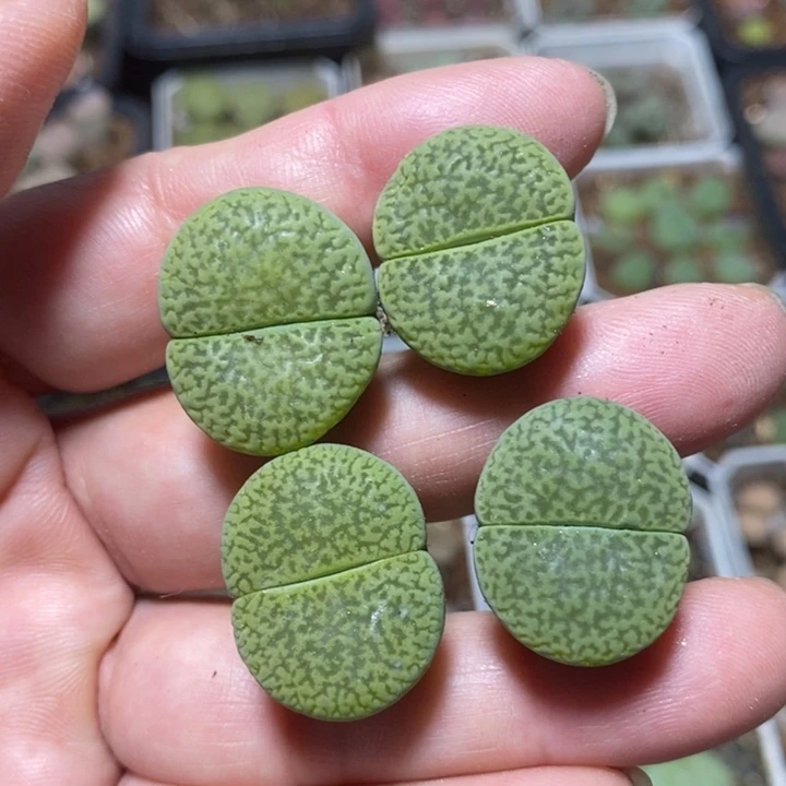 优选大富贵特价秒