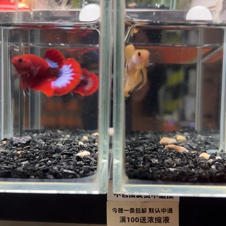 斗鱼竞拍跑单拉黑79日48+43