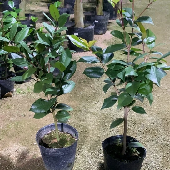 当前无花栽培后可以开花