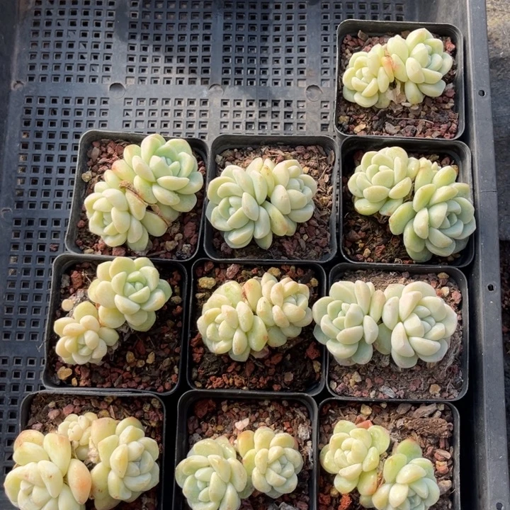 冰玉多肉七方盆一组10个6号