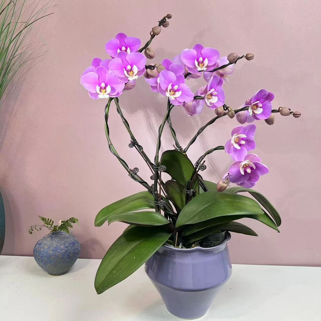 桦艺优选【安娜】蝴蝶兰轻奢绿植花卉艺术高级盆栽植株很好养