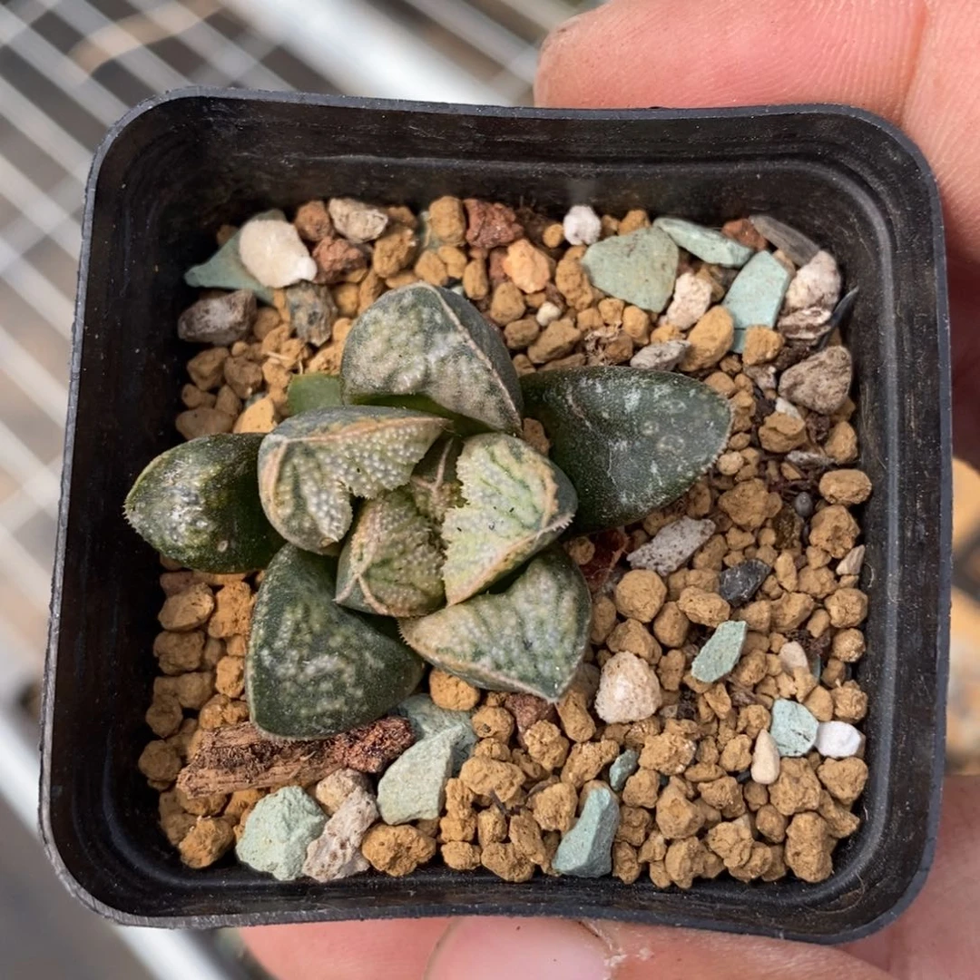 1341 一颗实生。   超级618福利。