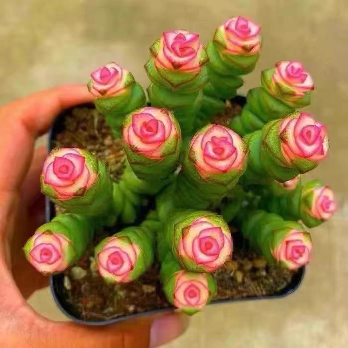 ［满15元包邮］彩色钱串多肉