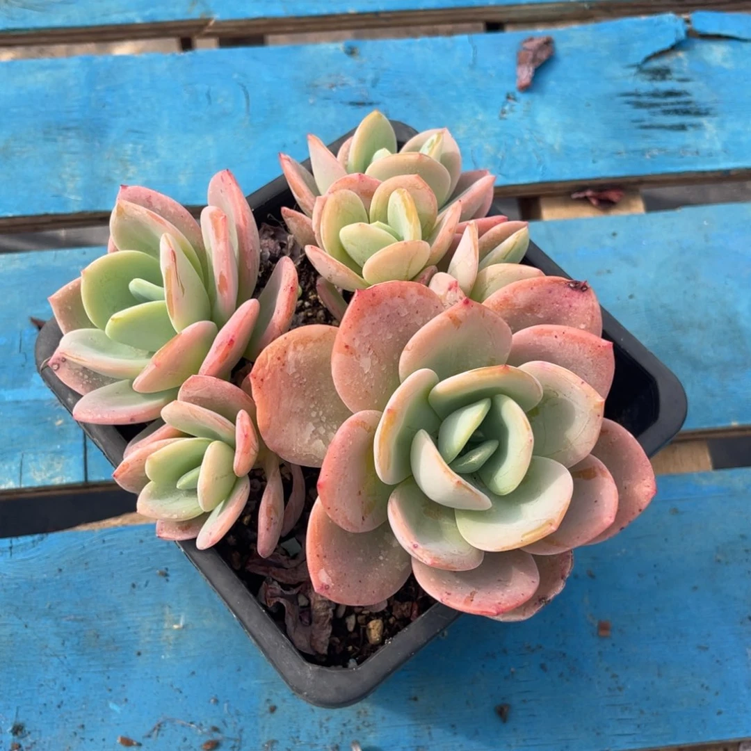 请***赵柚子茶 十七公分 脱土