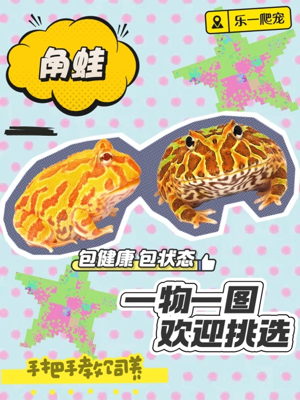 【乐一爬宠】宠物角蛙黄金草莓绿角原色火龙角蛙活体