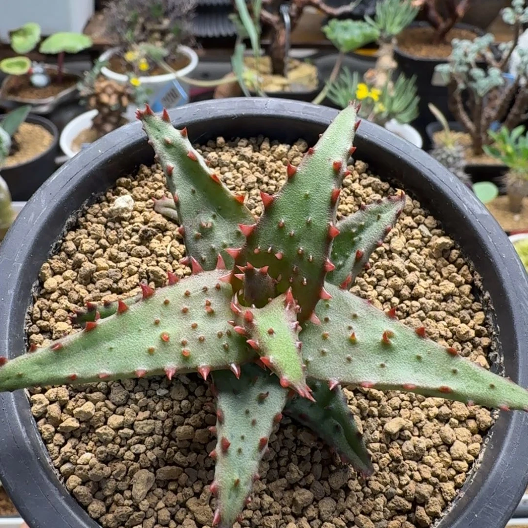 强刺卡萨蒂007 仙人球