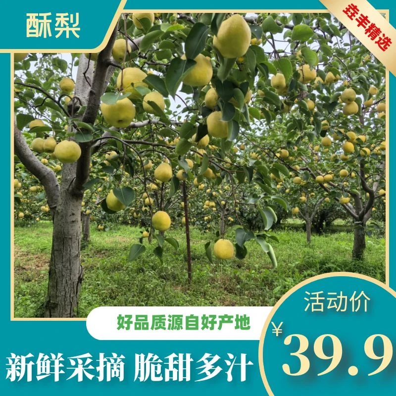 【正宗泔河酥梨】脆甜多汁 皮薄肉厚 现摘现发