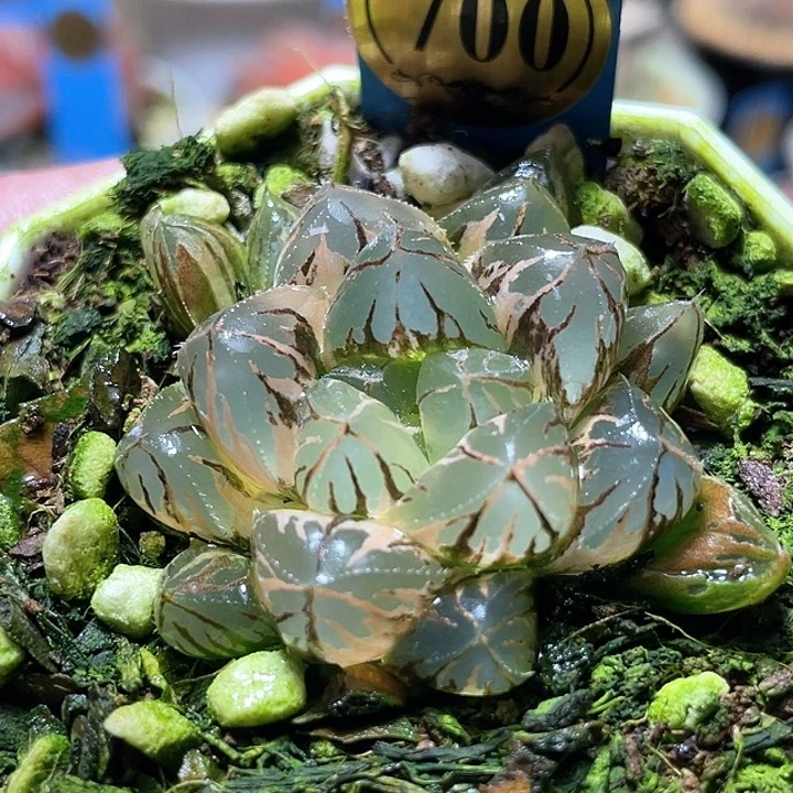 700水晶燈玉露錦一物一拍
