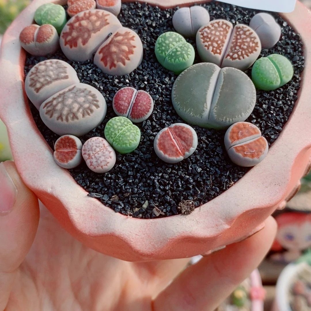 生石花花花花花花花426